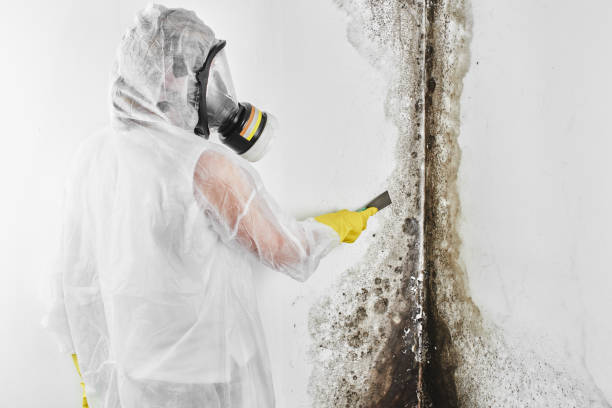 Best Basement Mold Remediation in Athens, TX