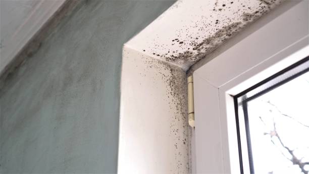 Best Residential Mold Remediation in Athens, TX