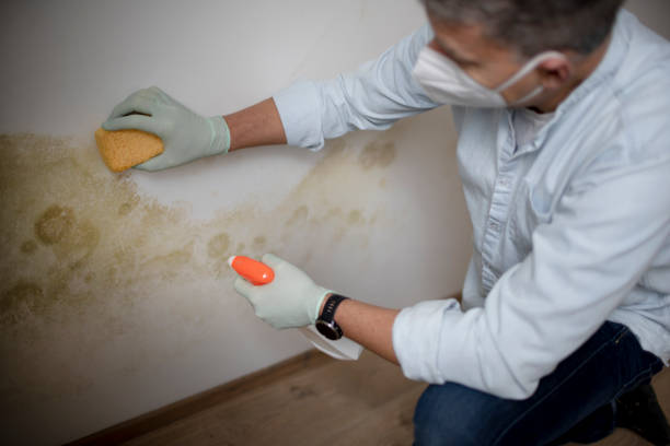 Best Health and Safety Mold Remediation in Athens, TX