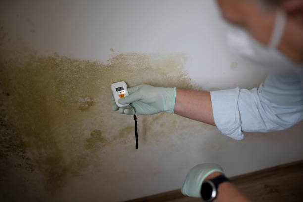 Best Mold Remediation for Specific Building Types in Athens, TX