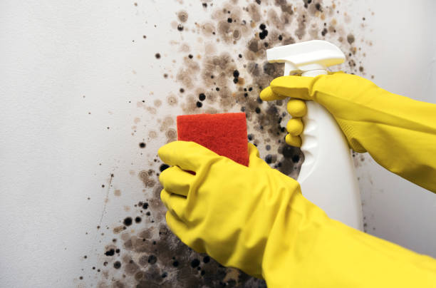 Best Post-Flood Mold Remediation in Athens, TX