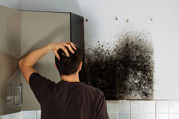 Best Kitchen Mold Remediation in Athens, TX